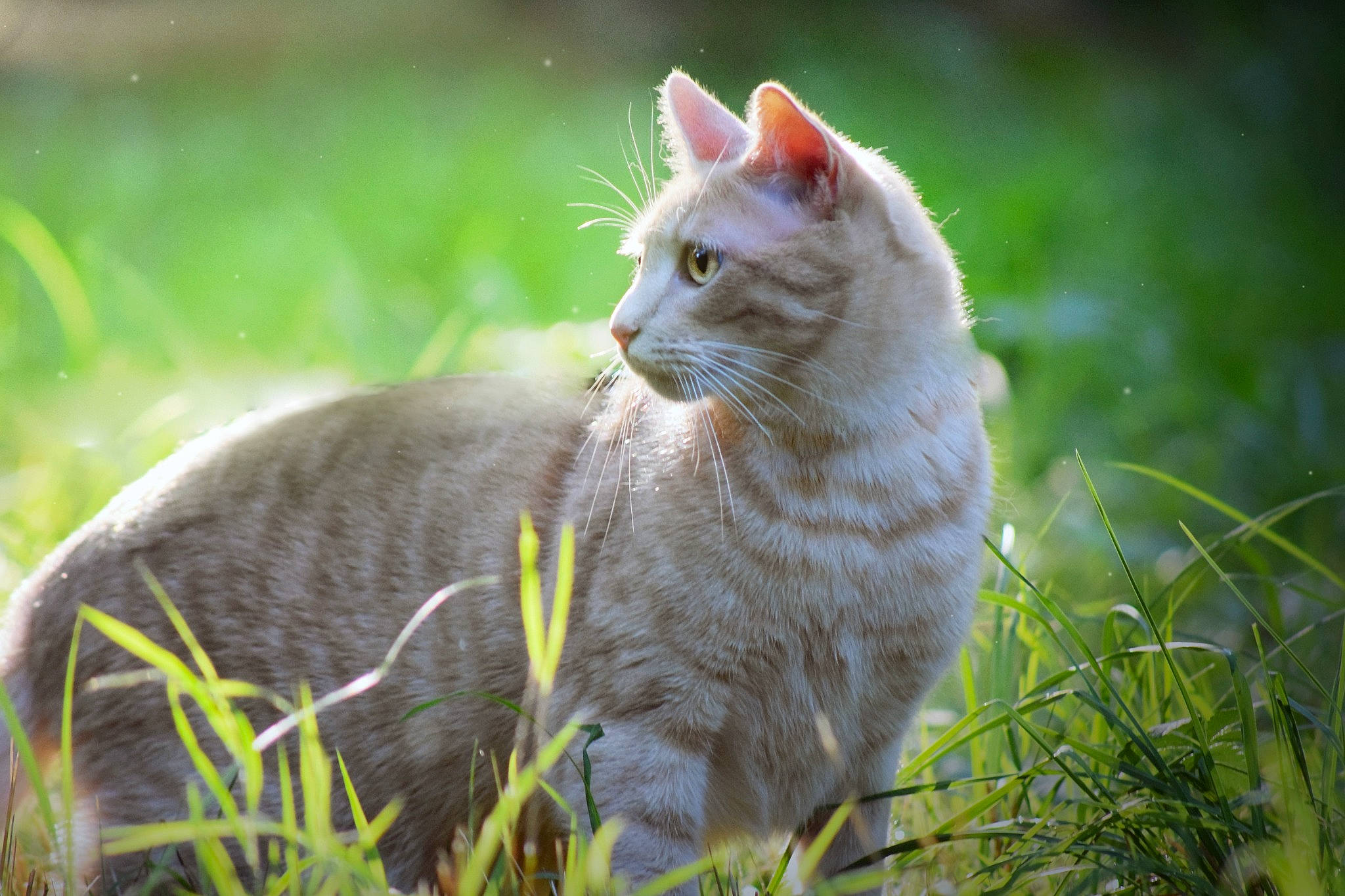 Sachiko a rejoint le concours — aidez-le/la à gagner de superbes lots ! carnivore, cat, close_up, domestic_short_haired_cat, eye, fawn, felidae, fur, grass, grass_family, grassland, paw, plant, small_to_medium_sized_cats, tail, terrestrial_animal, whiskers, wildlife, wood