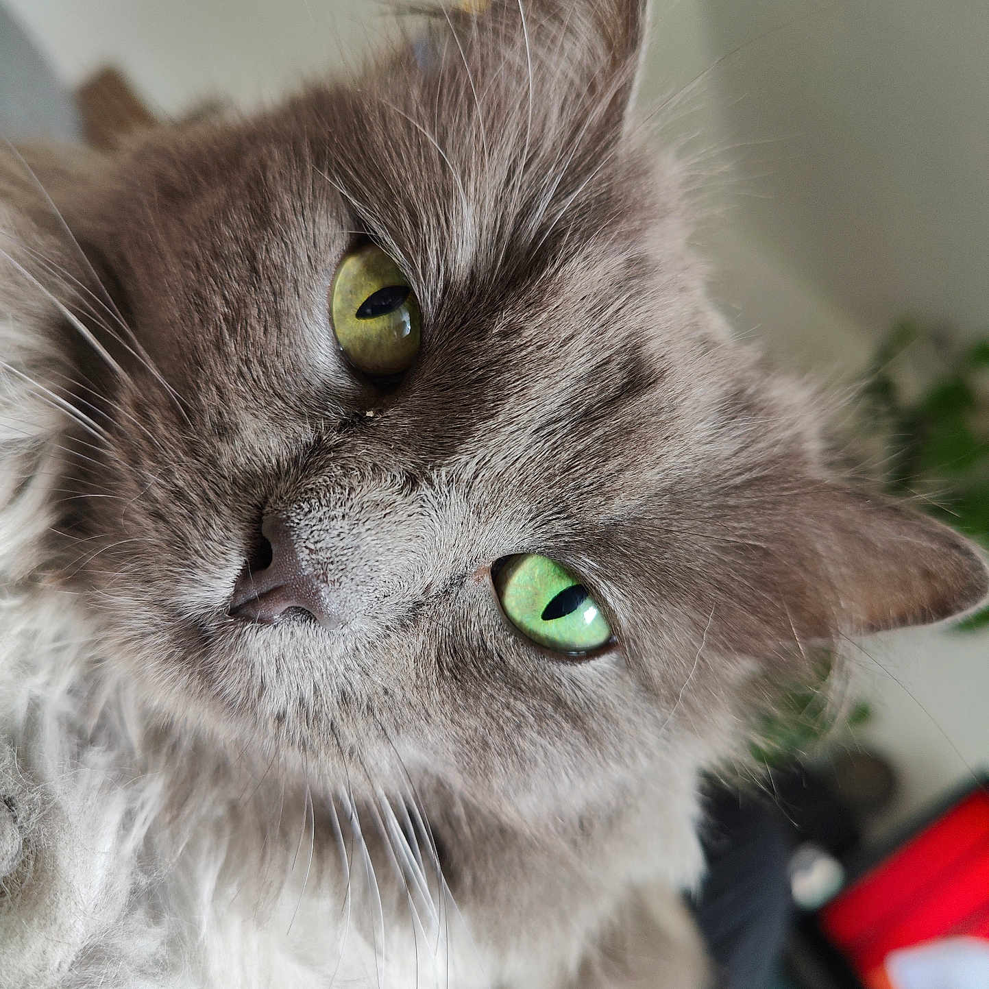 Choky a rejoint le concours — aidez-le/la à gagner de superbes lots ! abyssinian, angora, animal, blackcat, bodypart, cat, kitten, manx, mouth, person, pet, siamese