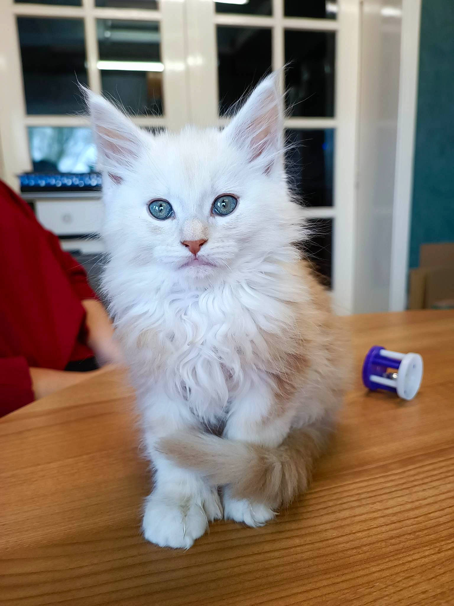 Wuillow a rejoint le concours — aidez-le/la à gagner de superbes lots ! british_longhair, carnivore, cat, claw, domestic_short_haired_cat, eye, felidae, flooring, fur, hardwood, norwegian_forest_cat, paw, small_to_medium_sized_cats, snout, table, tail, varnish, whiskers, wood, wood_flooring