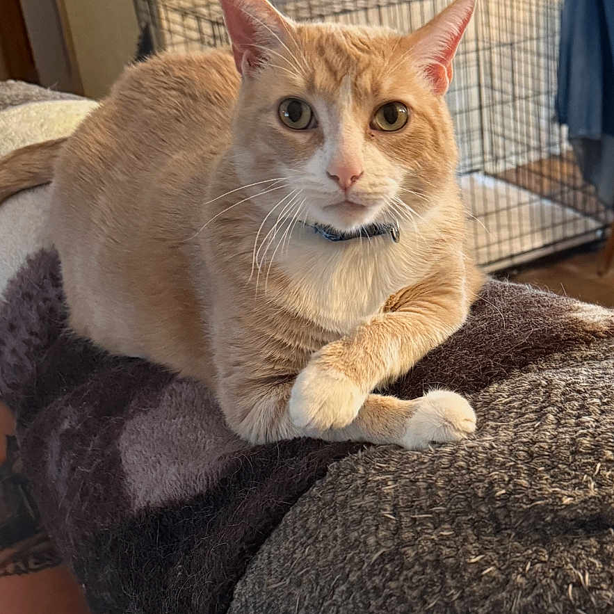 Bailey joined the competition — help win amazing prizes! animal, cat, close_up, couch, cozy, curious, domestic, fur, furniture, home_decor, indoor, looking_at_camera, orange_cat, pet, relaxed, resting, wall_art, whiskers, white_paws, wire_crate