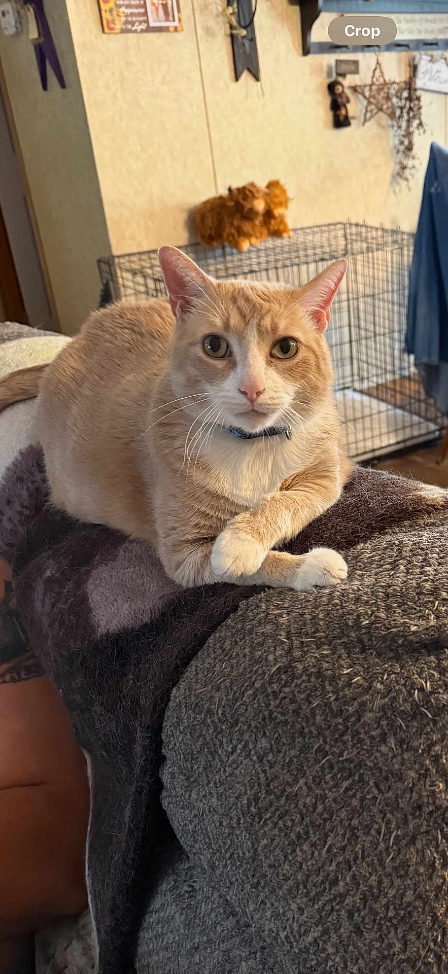 Bailey joined the competition — help win amazing prizes! cat, orange_cat, white_paws, indoor, couch, furniture, pet, relaxed, cozy, home_decor, wire_crate, wall_art, curious, looking_at_camera, fur, animal, domestic, resting, close_up, whiskers