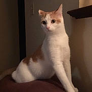 Miss Scarlett is registered to the contest to win money with this photo: animal, brown_surface, cat, cozy, curious, dim_lighting, domestic_cat, ears, feline, fur, home, indoor, looking, orange_and_white_cat, perched, pet, quiet, sitting, tail, whiskers