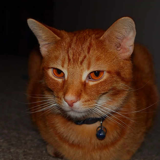 Faygo is registered to the contest to win money with this photo: alert, animal, bell, carpet, cat, close_up, collar, cute, domestic_cat, face, feline, fur, ginger_cat, indoor, mammal, orange_eyes, pet, portrait, sitting, whiskers
