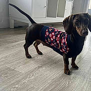 Sunny participe au concours pour gagner de l'argent avec cette photo : animal, brown_dog, cabinet, canine, cozy, curious, dachshund, dog, domestic_animal, floor, furniture, indoor, natural_light, pet, small_dog, standing, sweater, tail, window, wood_floor