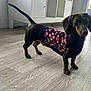 animal, brown_dog, cabinet, canine, cozy, curious, dachshund, dog, domestic_animal, floor, furniture, indoor, natural_light, pet, small_dog, standing, sweater, tail, window, wood_floor