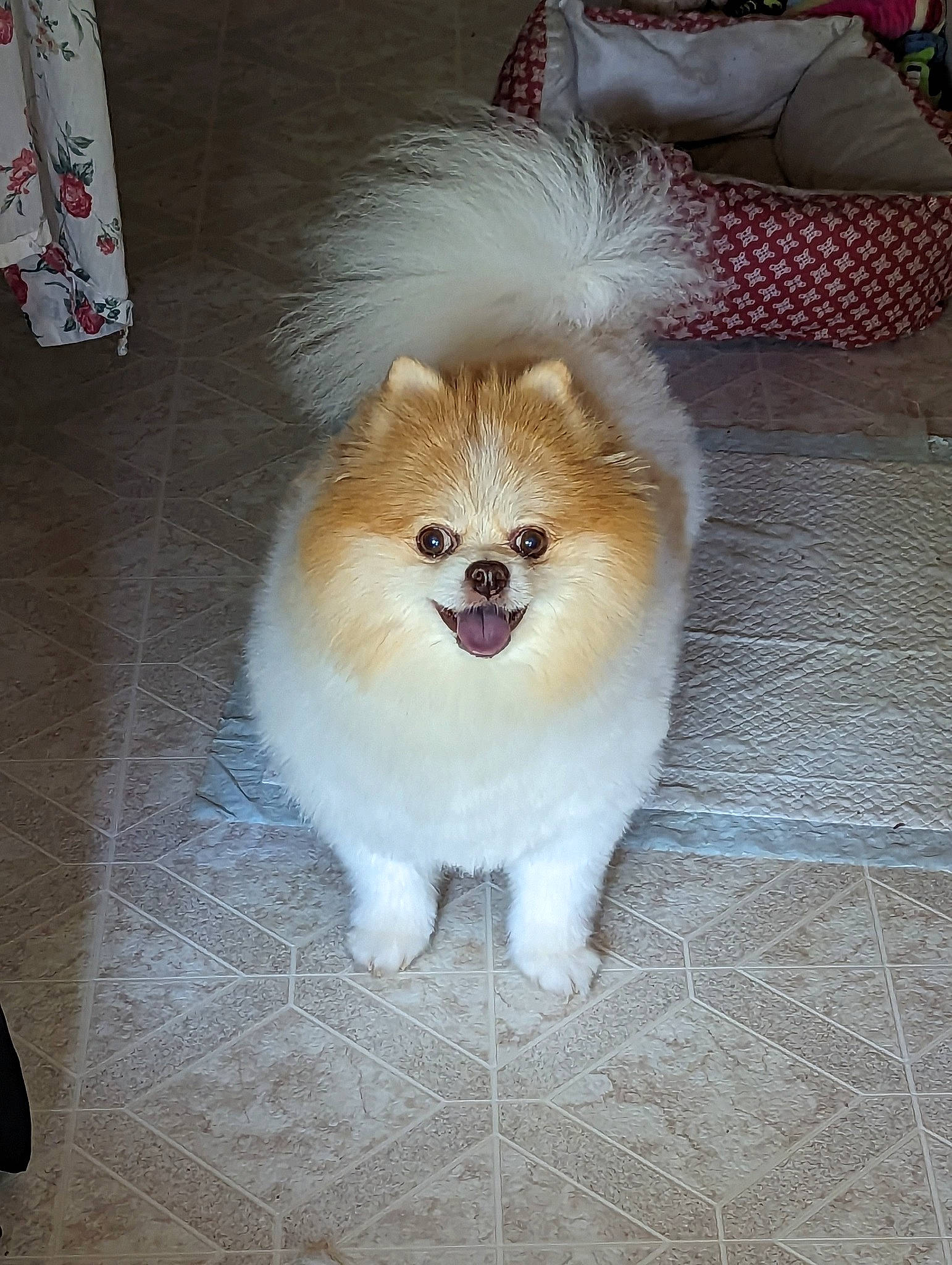 Buffy is registered to the contest to win money with this photo: canidae, carnivore, companion_dog, dog, dog_breed, dog_supply, fawn, flooring, fur, german_spitz, german_spitz_klein, snout, spitz, sporting_group, tail, terrestrial_animal, toy_dog, volpino_italiano, whiskers, working_animal