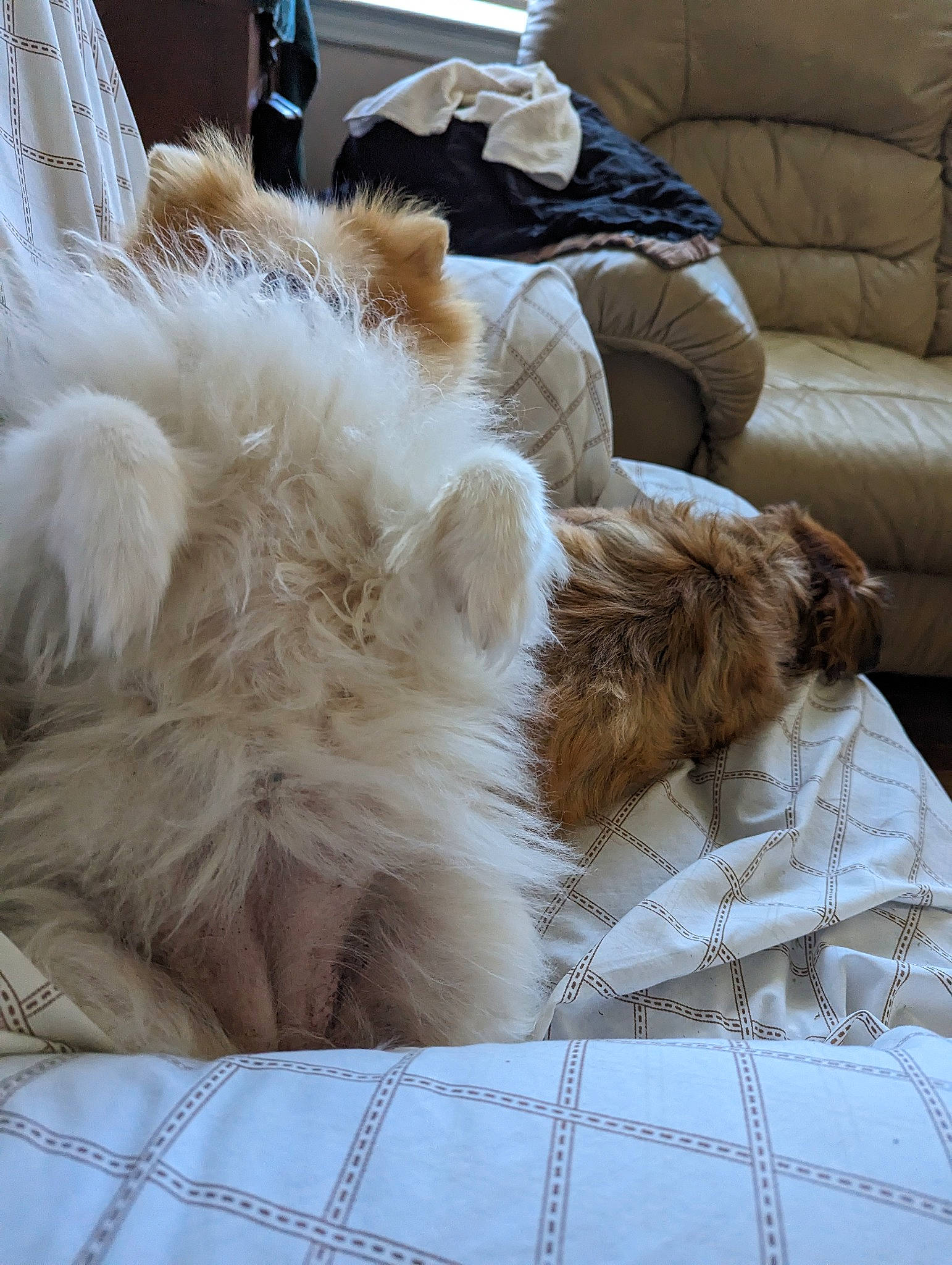 Buffy is registered to the contest to win money with this photo: animal_product, bedding, carnivore, cat, comfort, companion_dog, couch, duvet, fawn, felidae, flooring, fur, linens, mammal, nap, natural_material, small_to_medium_sized_cats, tail, whiskers, window