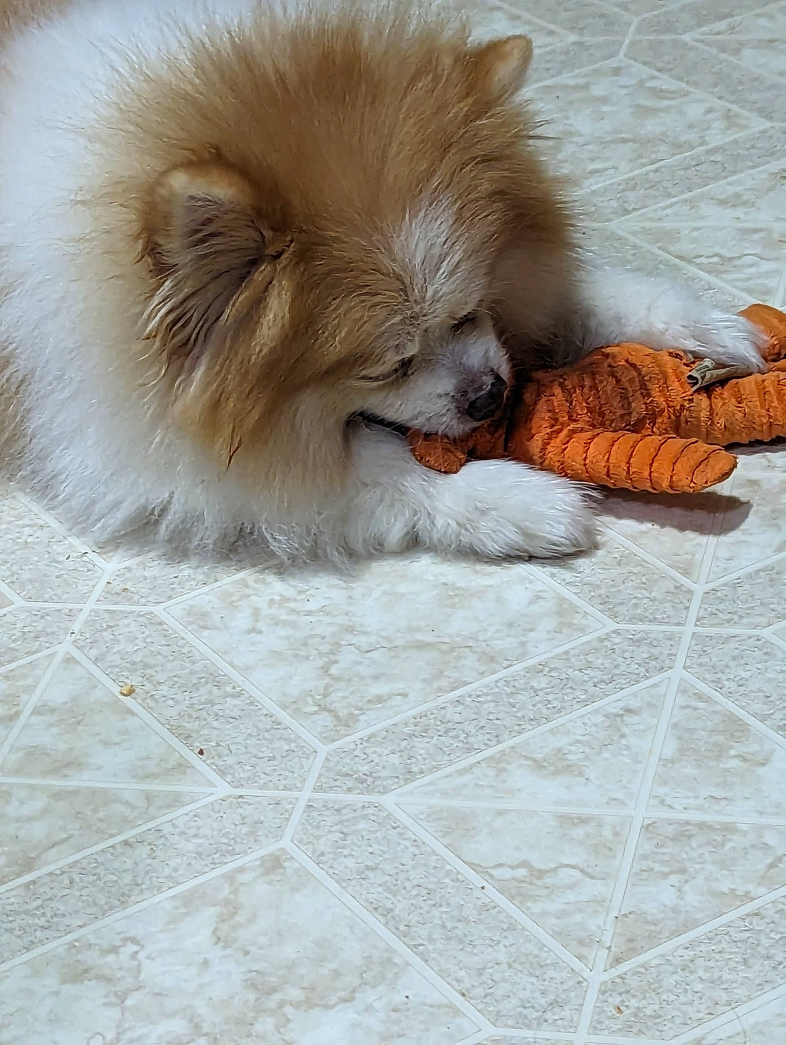 Buffy is registered to the contest to win money with this photo: canidae, carnivore, companion_dog, dog, dog_breed, fawn, felidae, flooring, fur, german_spitz, german_spitz_klein, liver, plant, snout, spitz, sporting_group, tail, toy_dog, whiskers, working_animal