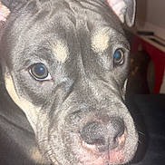 Maïka participe au concours pour gagner de l'argent avec cette photo : dog, pet, close_up, face, fur, nostrils, ears, animal, canine, indoor, flash, black_and_tan, cute, muzzle, whiskers, eyes, portrait, looking, curious, snout