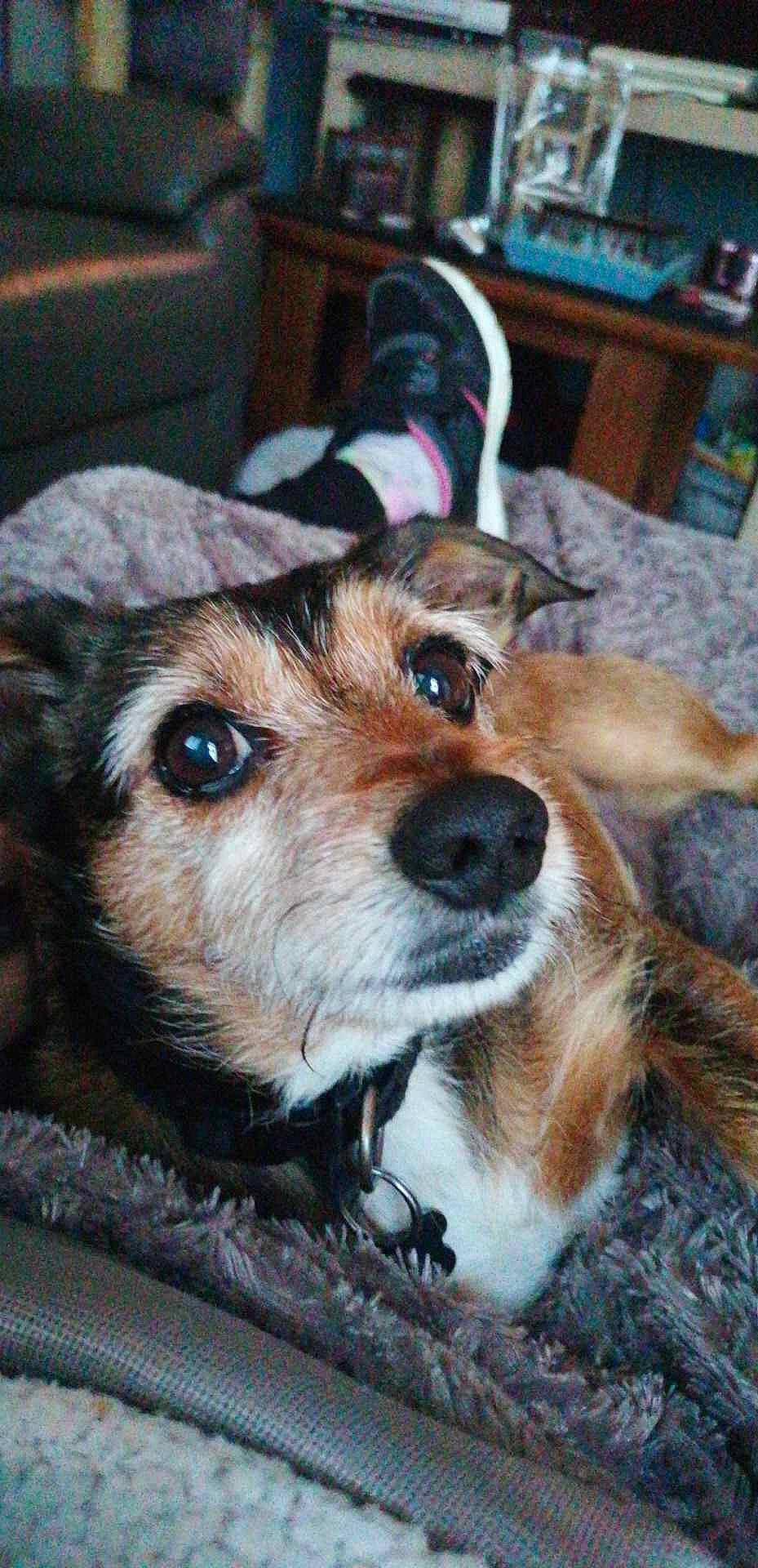 Tobby participe au concours pour gagner de l'argent avec cette photo : canidae, carnivore, chair, collar, companion_dog, dog, dog_breed, dog_supply, fawn, fur, hardwood, puppy, snout, sporting_group, terrestrial_animal, whiskers, wood, working_animal, working_dog