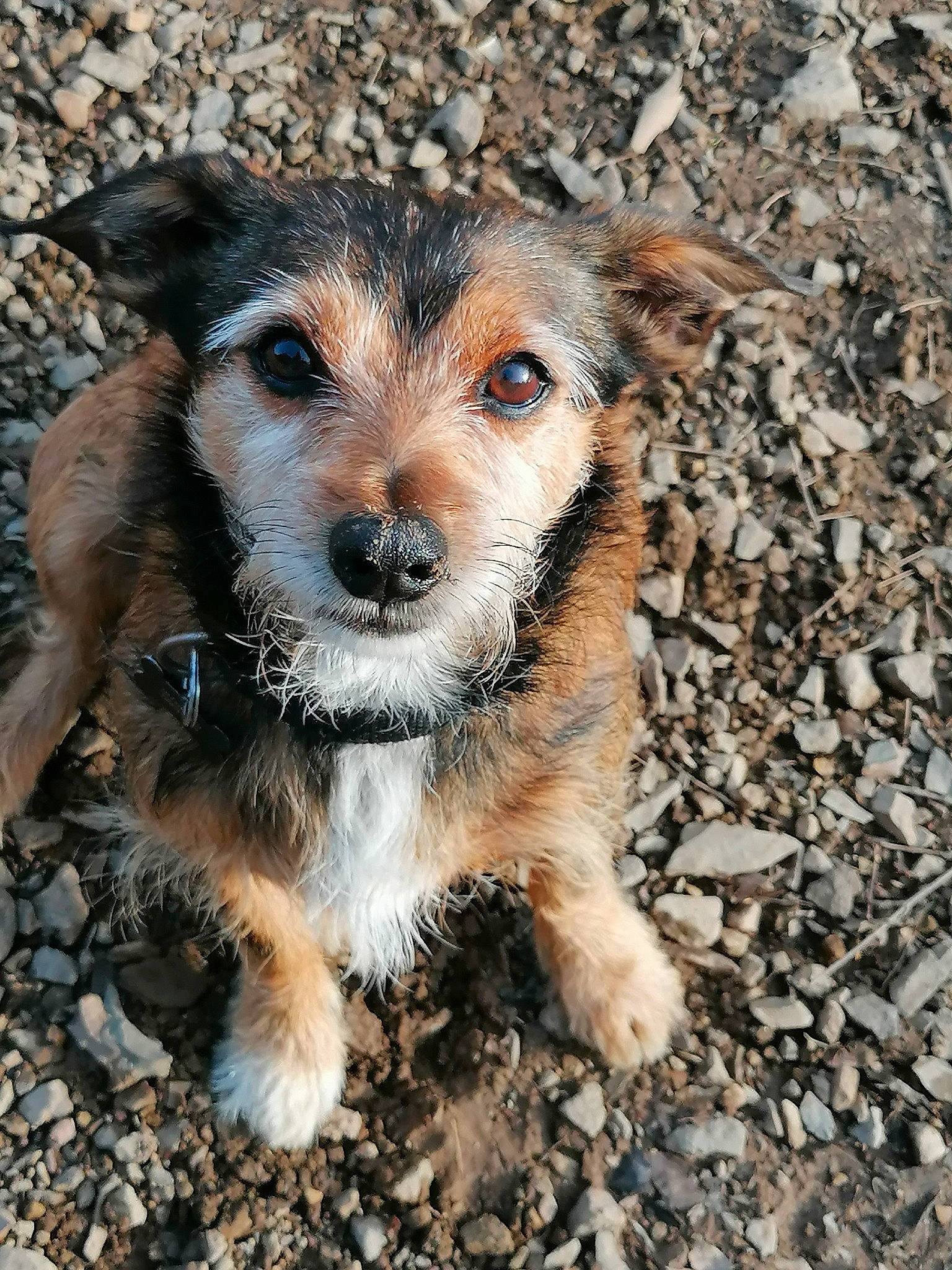 Tobby a rejoint le concours — aidez-le/la à gagner de superbes lots ! canidae, carnivore, companion_dog, dog, dog_breed, fawn, fur, soil, terrestrial_animal, whiskers, working_terrier