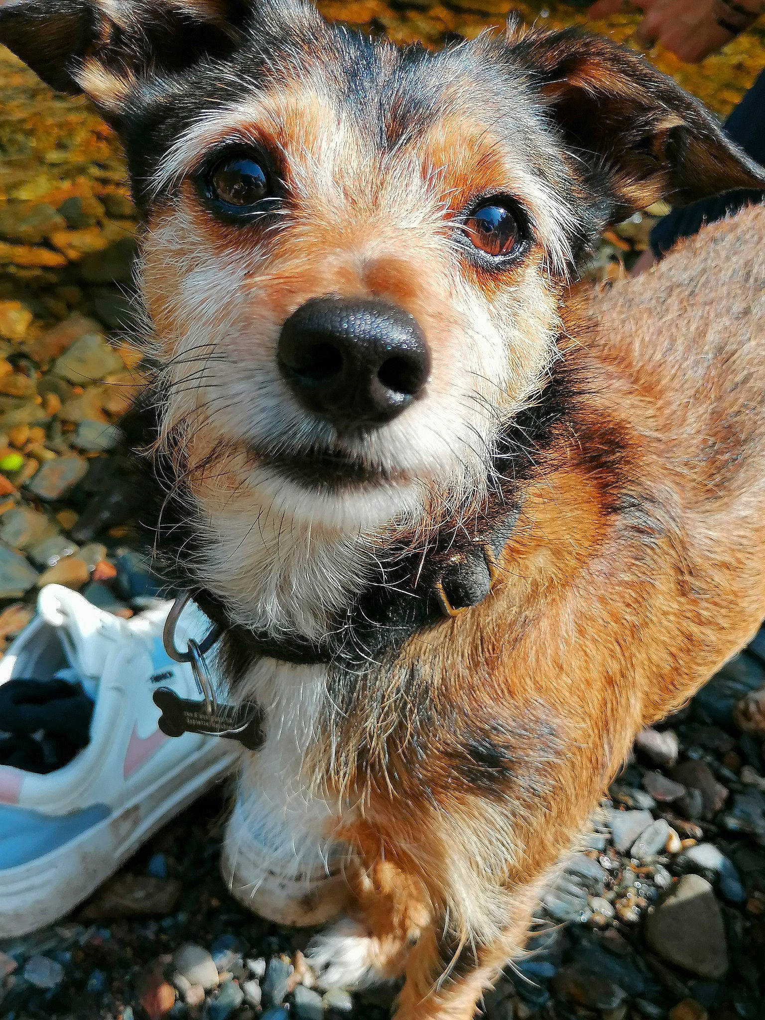 Tobby participe au concours pour gagner de l'argent avec cette photo : canidae, carnivore, companion_dog, dog, dog_breed, dog_supply, electric_blue, fawn, fur, puppy, snout, terrestrial_animal, whiskers, wildlife