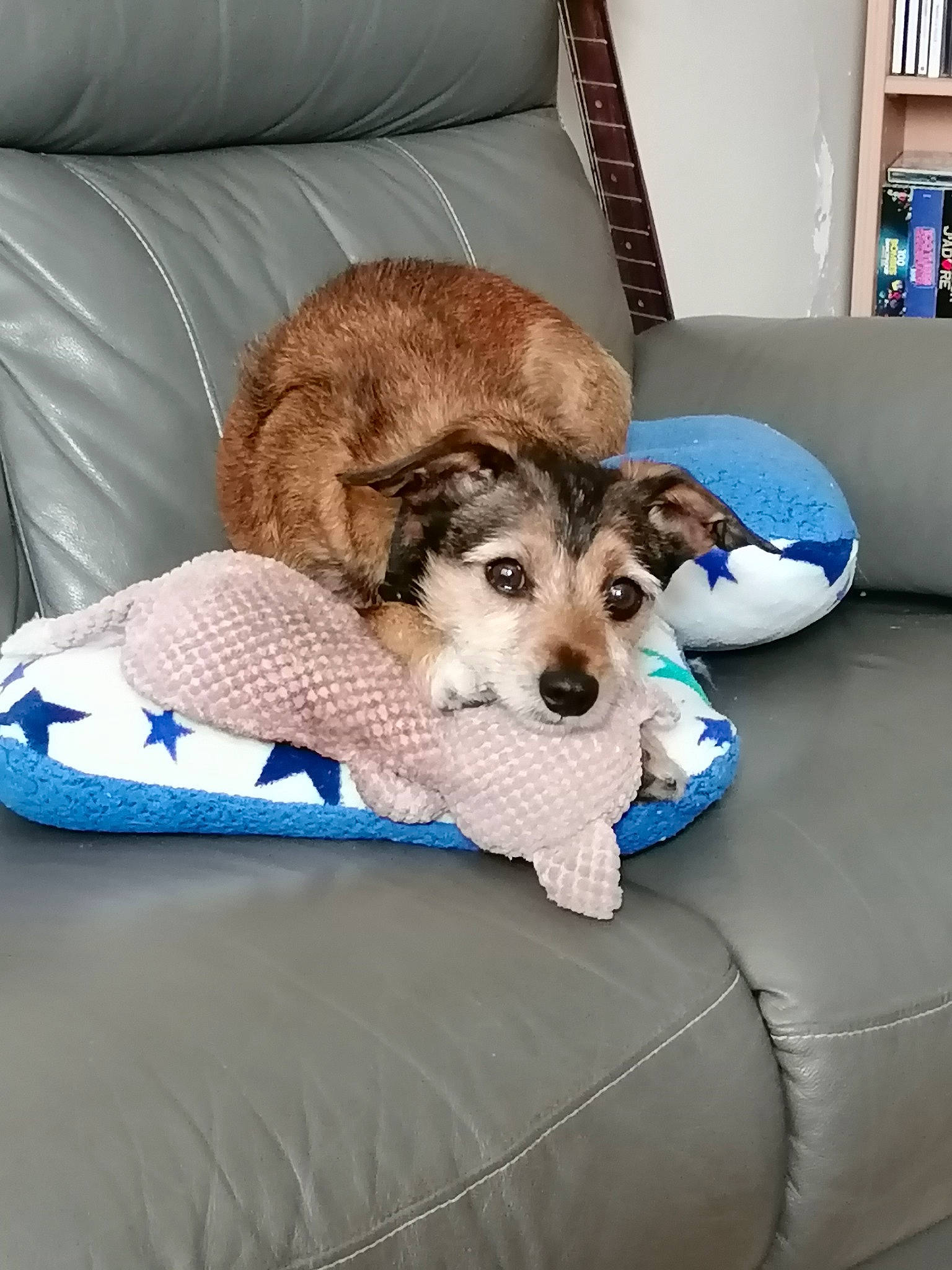 Tobby a rejoint le concours — aidez-le/la à gagner de superbes lots ! blue, bored, canidae, carnivore, chair, comfort, companion_dog, couch, dog, dog_breed, dog_supply, fawn, flooring, fur, furniture, living_room, pet_supply, shelf, sporting_group, working_animal