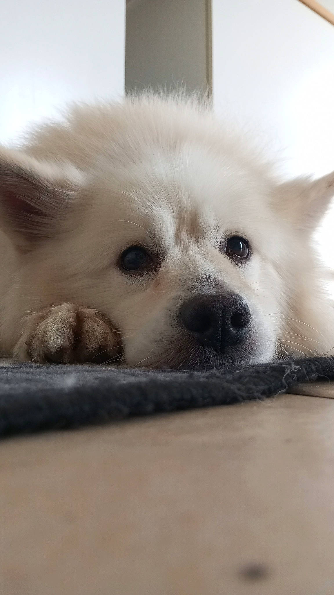 Baloo participe au concours pour gagner de l'argent avec cette photo : ancient_dog_breeds, canidae, carnivore, companion_dog, dog, dog_breed, fawn, fur, monochrome, non_sporting_group, puppy, samoyed, snout, sporting_group, terrestrial_animal, volpino_italiano, whiskers, working_animal, working_dog