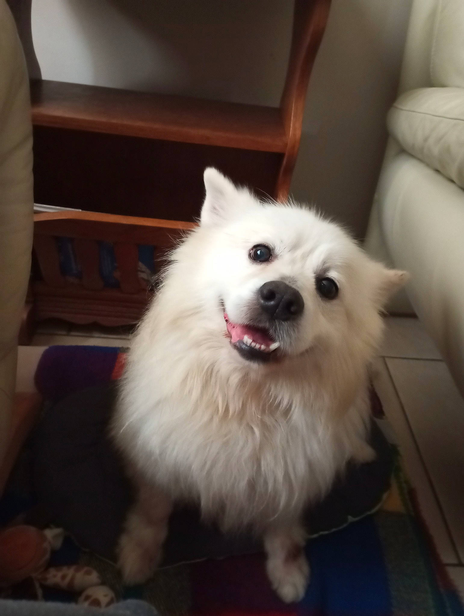 Baloo participe au concours pour gagner de l'argent avec cette photo : canidae, carnivore, companion_dog, couch, dog, dog_breed, fur, german_spitz, non_sporting_group, sleeper_chair, snout, spitz, sporting_group, volpino_italiano, whiskers