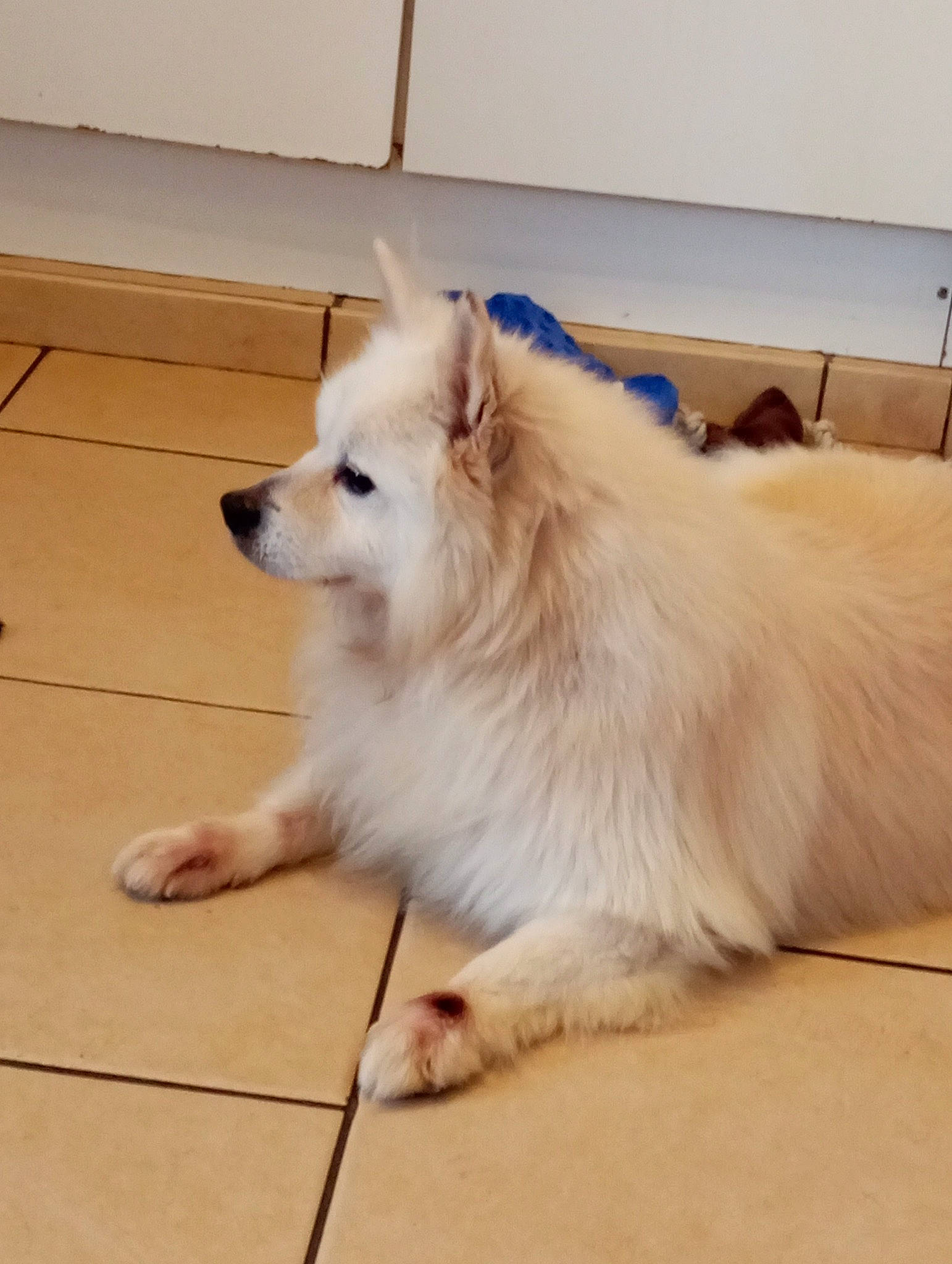 Baloo participe au concours pour gagner de l'argent avec cette photo : carnivore, companion_dog, dog, dog_breed, flooring, fur, german_spitz, german_spitz_klein, german_spitz_mittel, hardwood, japanese_spitz, paw, pomeranian, samoyed, spitz, tail, volpino_italiano, whiskers, wood, working_animal