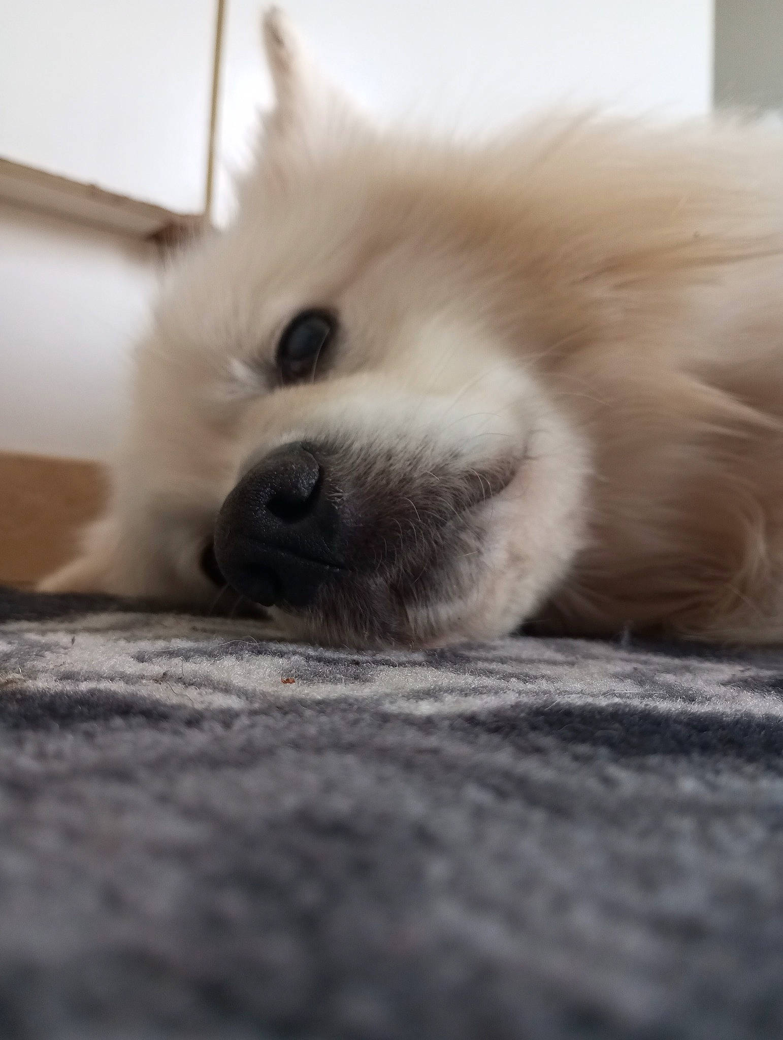 Baloo participe au concours pour gagner de l'argent avec cette photo : carnivore, comfort, companion_dog, dog, dog_breed, fawn, flooring, fur, german_spitz, german_spitz_mittel, non_sporting_group, paw, samoyed, snout, spitz, sporting_group, toy_dog, volpino_italiano, whiskers, working_animal