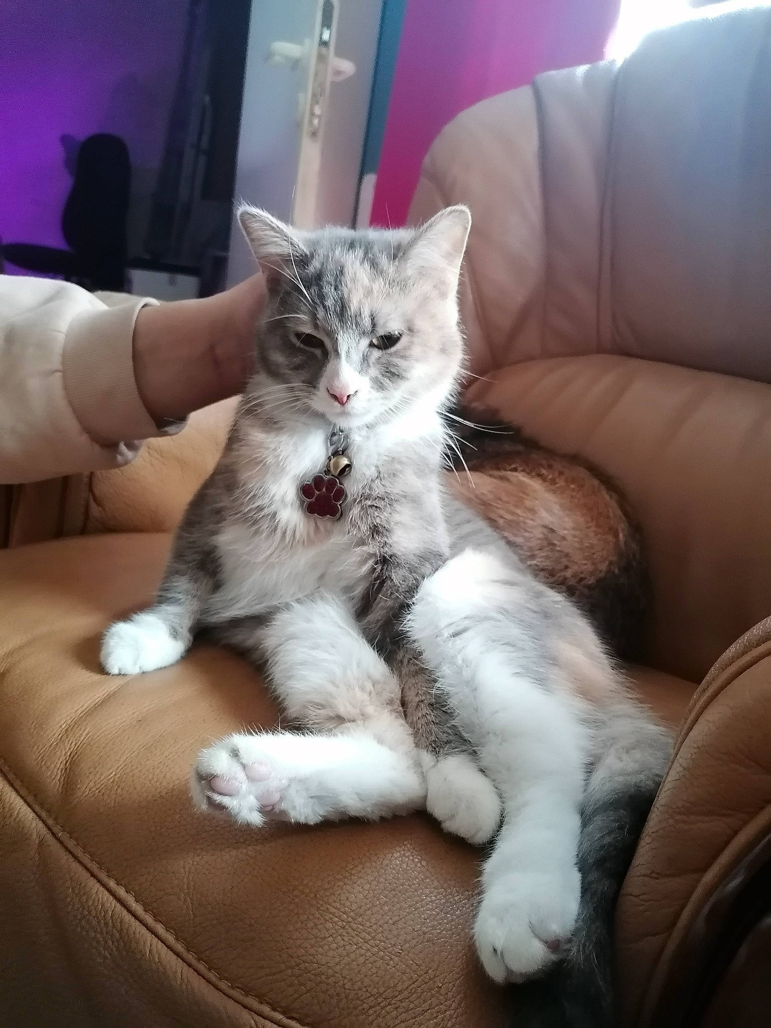 Tahanna a rejoint le concours — aidez-le/la à gagner de superbes lots ! bed, carnivore, cat, claw, comfort, couch, domestic_short_haired_cat, felidae, fur, furniture, lap, paw, sitting, small_to_medium_sized_cats, tail, whiskers