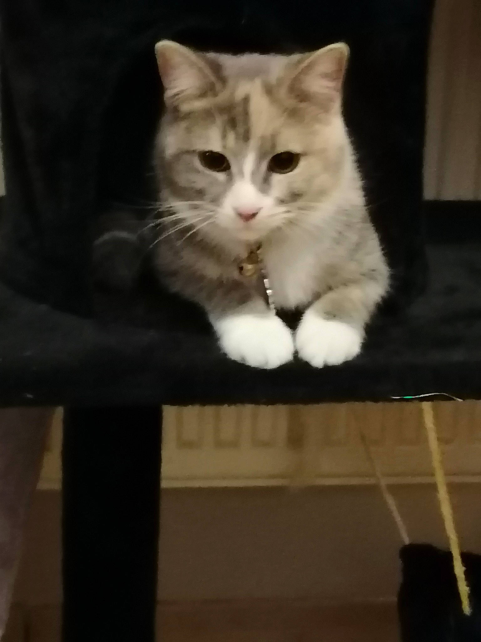 Tahanna participe au concours pour gagner de l'argent avec cette photo : box, cardboard, carnivore, cat, domestic_short_haired_cat, fawn, felidae, fur, paw, sitting, small_to_medium_sized_cats, snout, tail, whiskers, wood