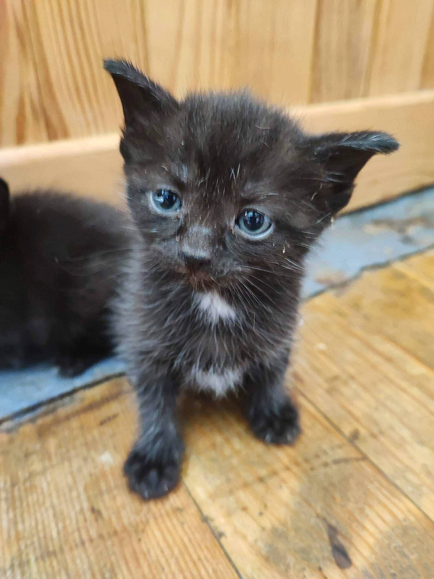 Oups a rejoint le concours — aidez-le/la à gagner de superbes lots ! black_cat, carnivore, cat, claw, domestic_short_haired_cat, fawn, felidae, floor, flooring, fur, grey, hardwood, paw, small_to_medium_sized_cats, snout, tail, terrestrial_animal, whiskers, wood, wood_stain