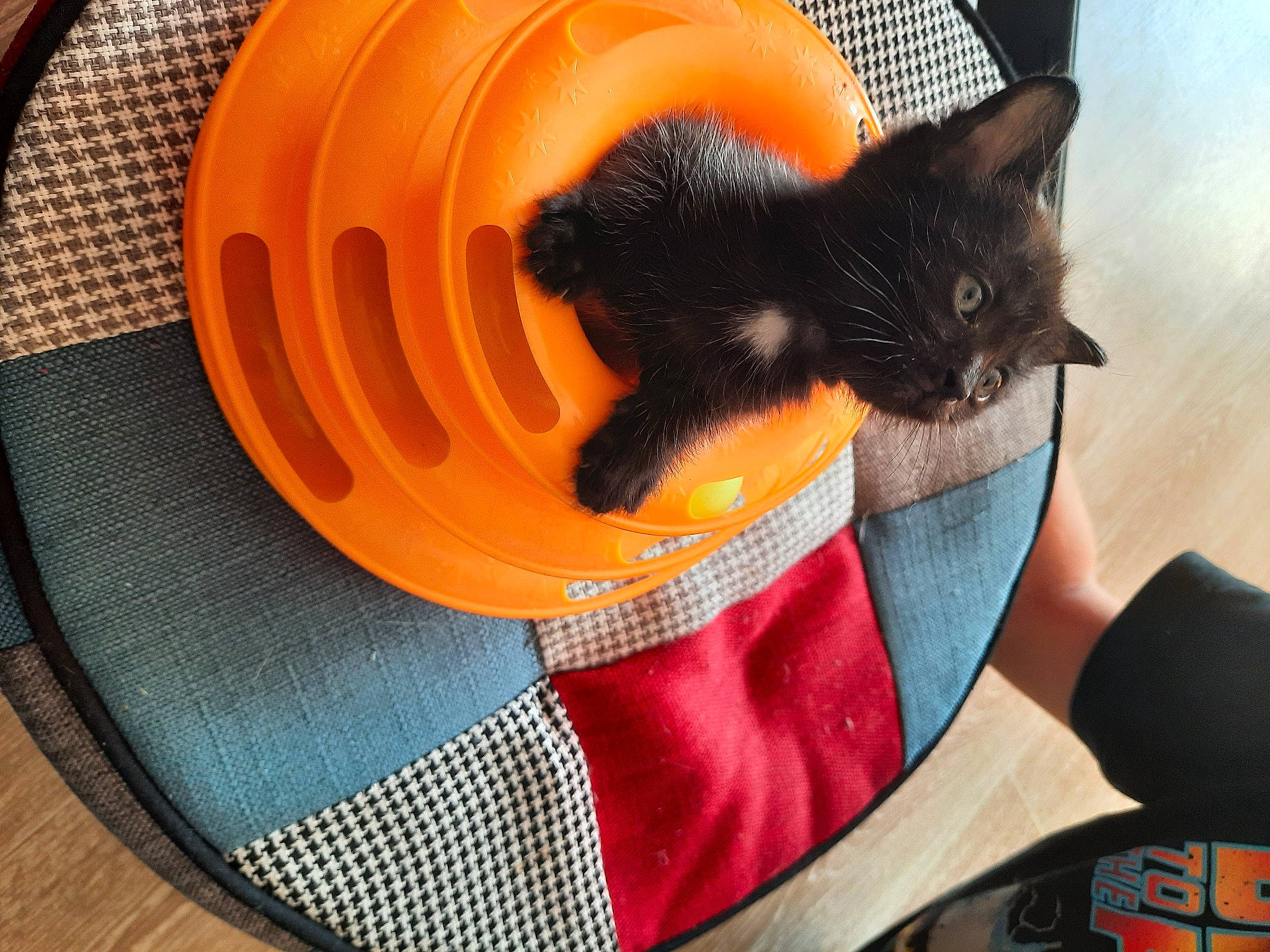 Oups participe au concours pour gagner de l'argent avec cette photo : audio_equipment, bag, black_cat, carnivore, cat, cat_supply, comfort, domestic_short_haired_cat, fashion_accessory, fawn, felidae, gesture, luggage_and_bags, mammal, orange, pet_supply, small_to_medium_sized_cats, tail, vertebrate, whiskers