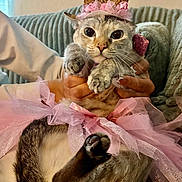 Sabrina joined the competition — help win amazing prizes! cat, tutu, crown, pink, costume, pet, cute, feline, indoor, person, hand, couch, fabric, texture, animal, funny, portrait, cozy, soft, cute_pet