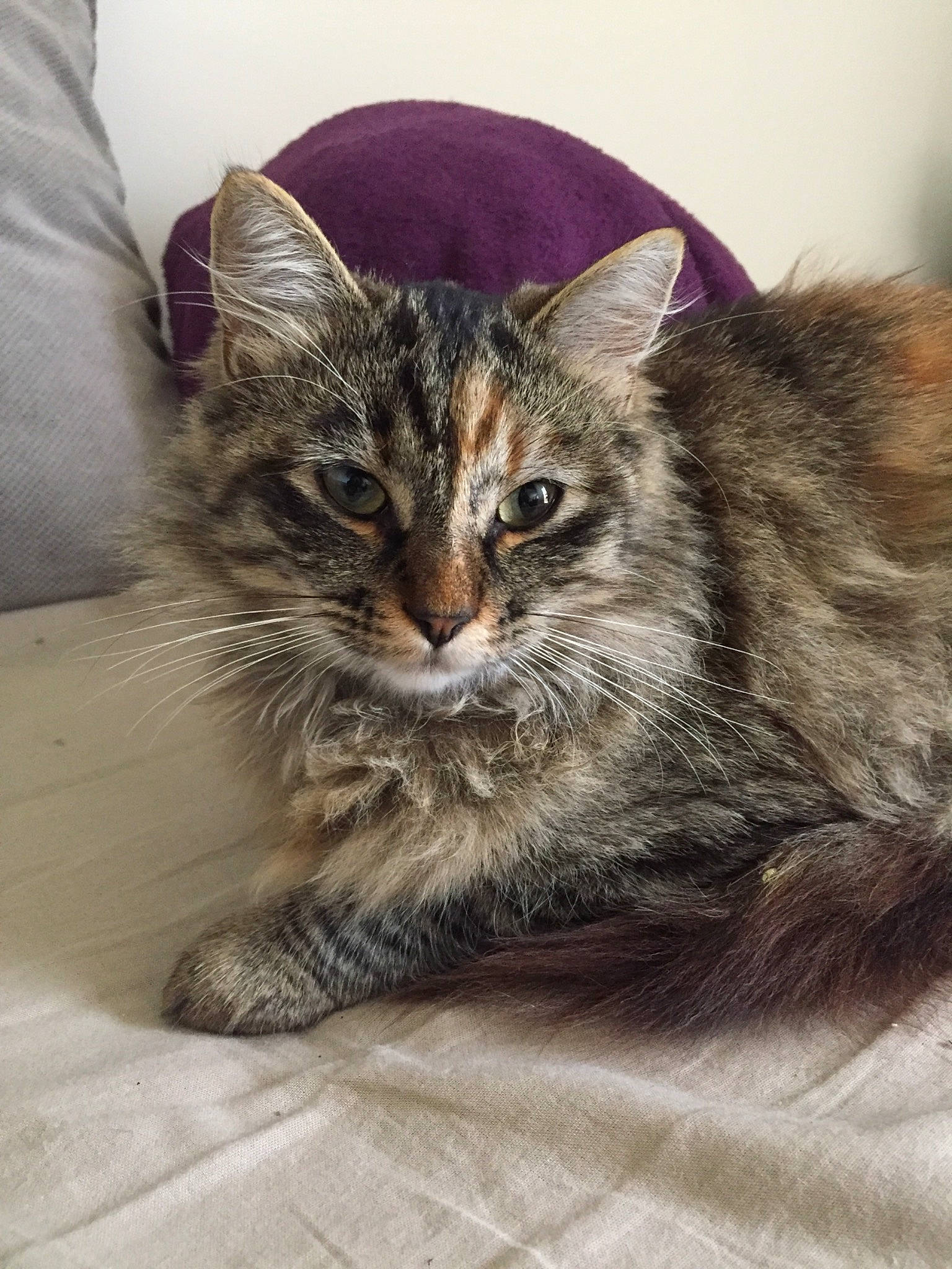 Ninounette a rejoint le concours — aidez-le/la à gagner de superbes lots ! asian, carnivore, cat, domestic_long_haired_cat, domestic_short_haired_cat, dragon_li, european_shorthair, felidae, fur, kitten, maine_coon, mammal, norwegian_forest_cat, pixie_bob, siberian, small_to_medium_sized_cats, tabby_cat, vertebrate, whiskers, wild_cat