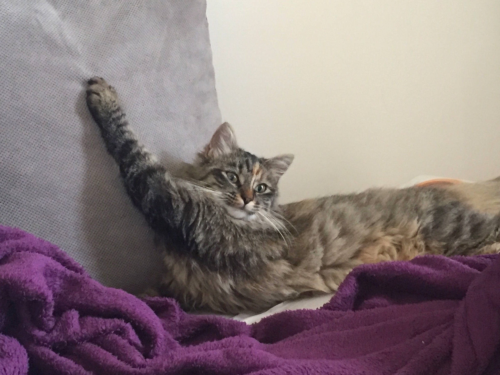 Ninounette participe au concours pour gagner de l'argent avec cette photo : asian, australian_mist, california_spangled, carnivore, cat, domestic_short_haired_cat, dragon_li, european_shorthair, felidae, fur, kitten, maine_coon, norwegian_forest_cat, pixie_bob, small_to_medium_sized_cats, tabby_cat, whiskers