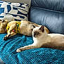 dog, cat, couch, blanket, pillow, indoor, pet, relaxing, lying_down, fur, yellow_harness, blue, furniture, domestic_animal, companion, resting, cozy, home, animal, sleepy