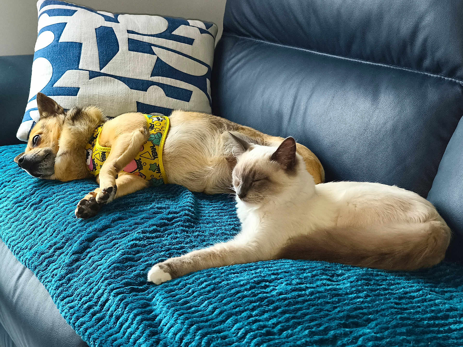 Abbys participe au concours pour gagner de l'argent avec cette photo : dog, cat, couch, blanket, pillow, indoor, pet, relaxing, lying_down, fur, yellow_harness, blue, furniture, domestic_animal, companion, resting, cozy, home, animal, sleepy
