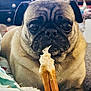 Franny Mae joined the competition — help win amazing prizes! dog, pug, pet, bone, chewing, close_up, face, eyes, fur, whiskers, blanket, indoor, cute, animal, snack, lying_down, soft, expression, companion, domestic