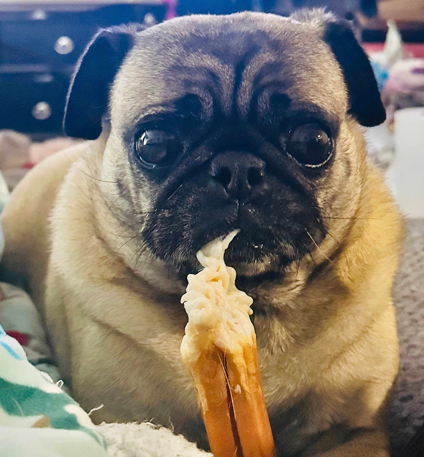 Franny Mae joined the competition — help win amazing prizes! dog, pug, pet, bone, chewing, close_up, face, eyes, fur, whiskers, blanket, indoor, cute, animal, snack, lying_down, soft, expression, companion, domestic