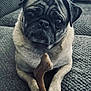 Franny Mae is registered to the contest to win money with this photo: dog, pug, pet, animal, bone, chew_toy, cute, indoor, blanket, texture, fur, paw, snout, ears, resting, looking_up, close_up, companion, domestic, cozy
