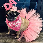Franny Mae joined the competition — help win amazing prizes! accessory, animal, bandana, birthday, celebration, clothing, costume, crown, cute, decorations, dog, festive, floor, happy, indoors, pet, pink, portrait, pug, tutu