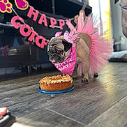 Franny Mae is registered to the contest to win money with this photo: dog, pug, birthday_cake, tutu, pink, bandana, crown, celebration, floor, indoor, decorations, banner, festive, pet, animal, tongue_out, closeup, wooden_floor, cute, party