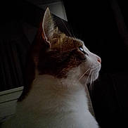 Wiski participe au concours pour gagner de l'argent avec cette photo : animal_portrait, calm, cat, close_up, curious, dark_background, domestic_animal, ear, feline, fur, indoor, looking, mammal, pet, quiet, side_profile, soft_lighting, still, whiskers, white_and_brown