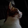 animal_portrait, calm, cat, close_up, curious, dark_background, domestic_animal, ear, feline, fur, indoor, looking, mammal, pet, quiet, side_profile, soft_lighting, still, whiskers, white_and_brown