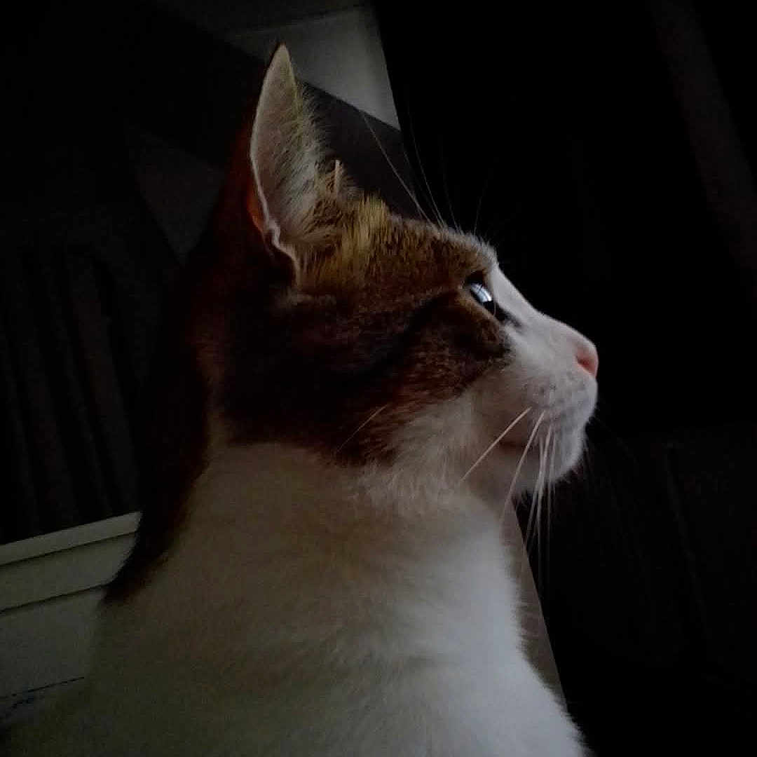 Wiski