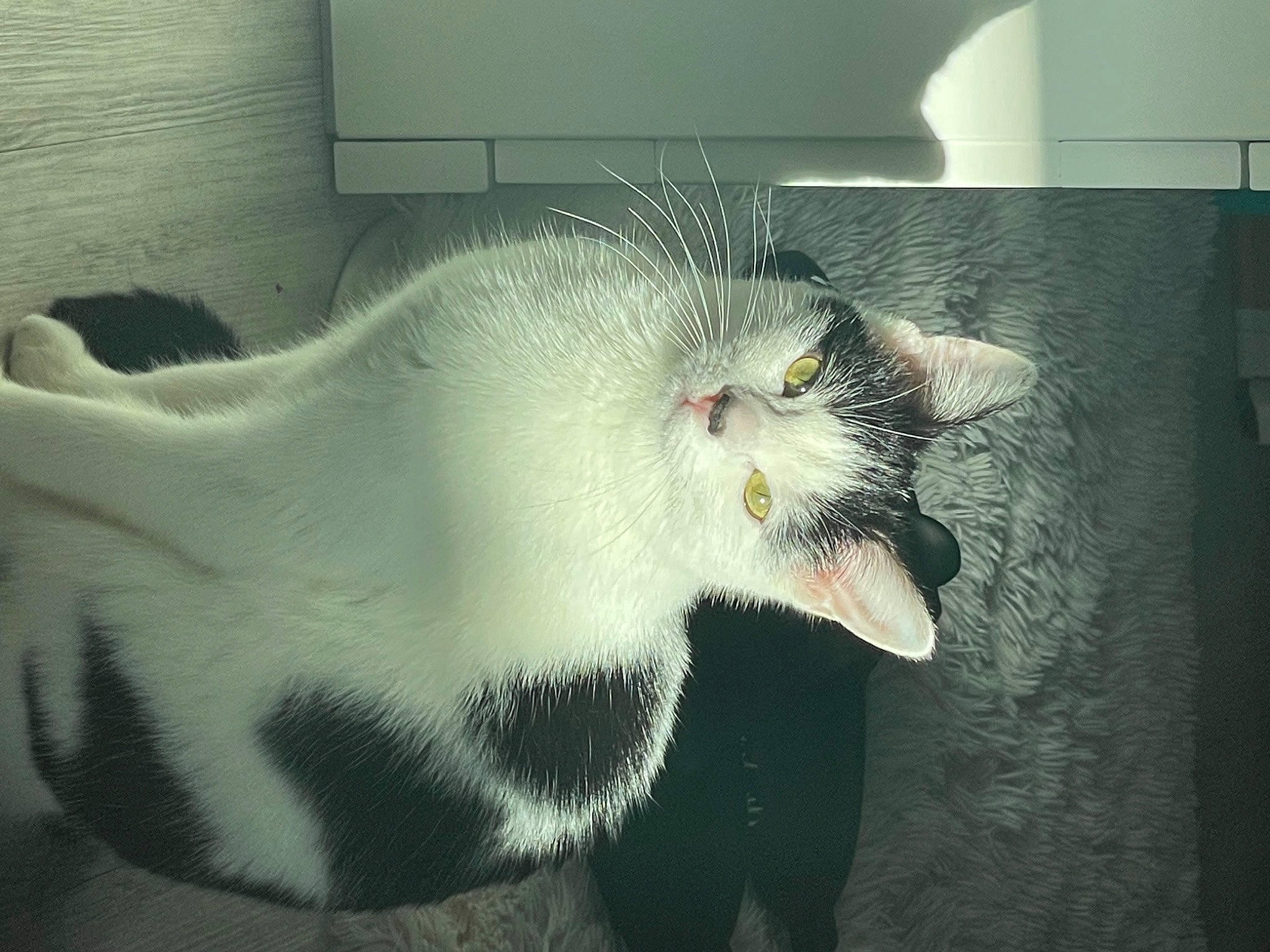 Yüna participe au concours pour gagner de l'argent avec cette photo : animal_shelter, beak, cage, carnivore, claw, eye, fang, felidae, flooring, fur, gas, glass, jaw, paw, small_to_medium_sized_cats, snout, tail, terrestrial_animal, whiskers