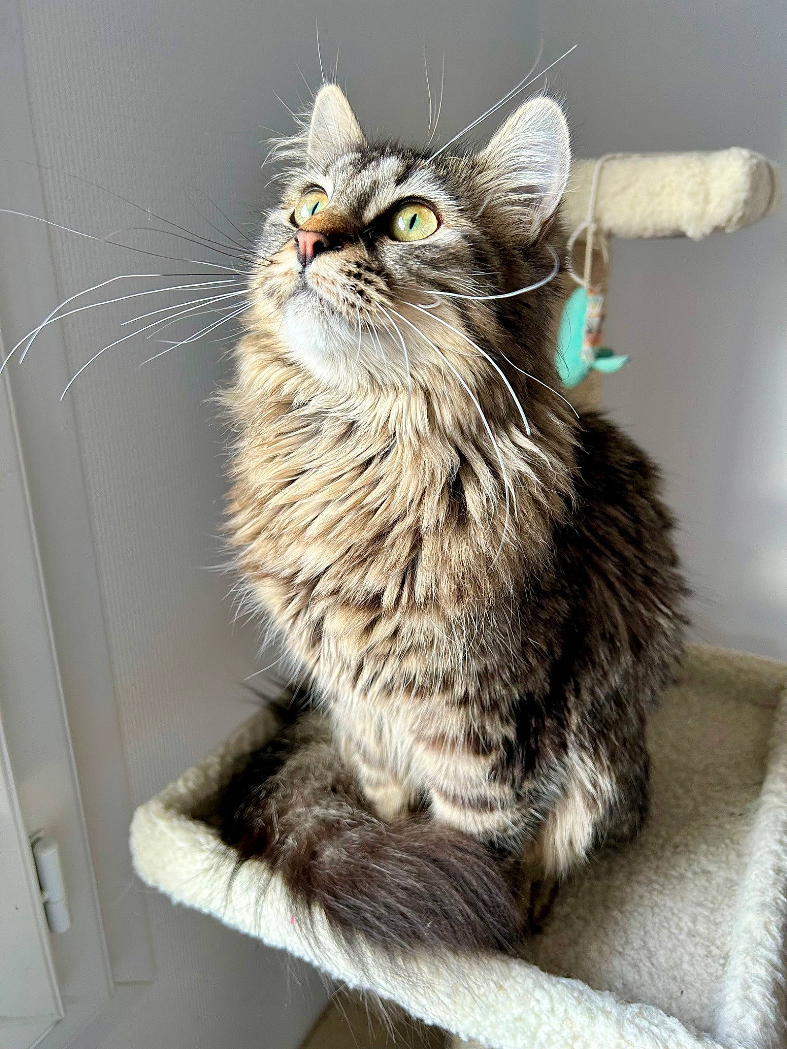 Moly participe au concours pour gagner de l'argent avec cette photo : carnivore, cat, claw, domestic_short_haired_cat, felidae, fur, maine_coon, paw, small_to_medium_sized_cats, snout, tail, terrestrial_animal, whiskers, window