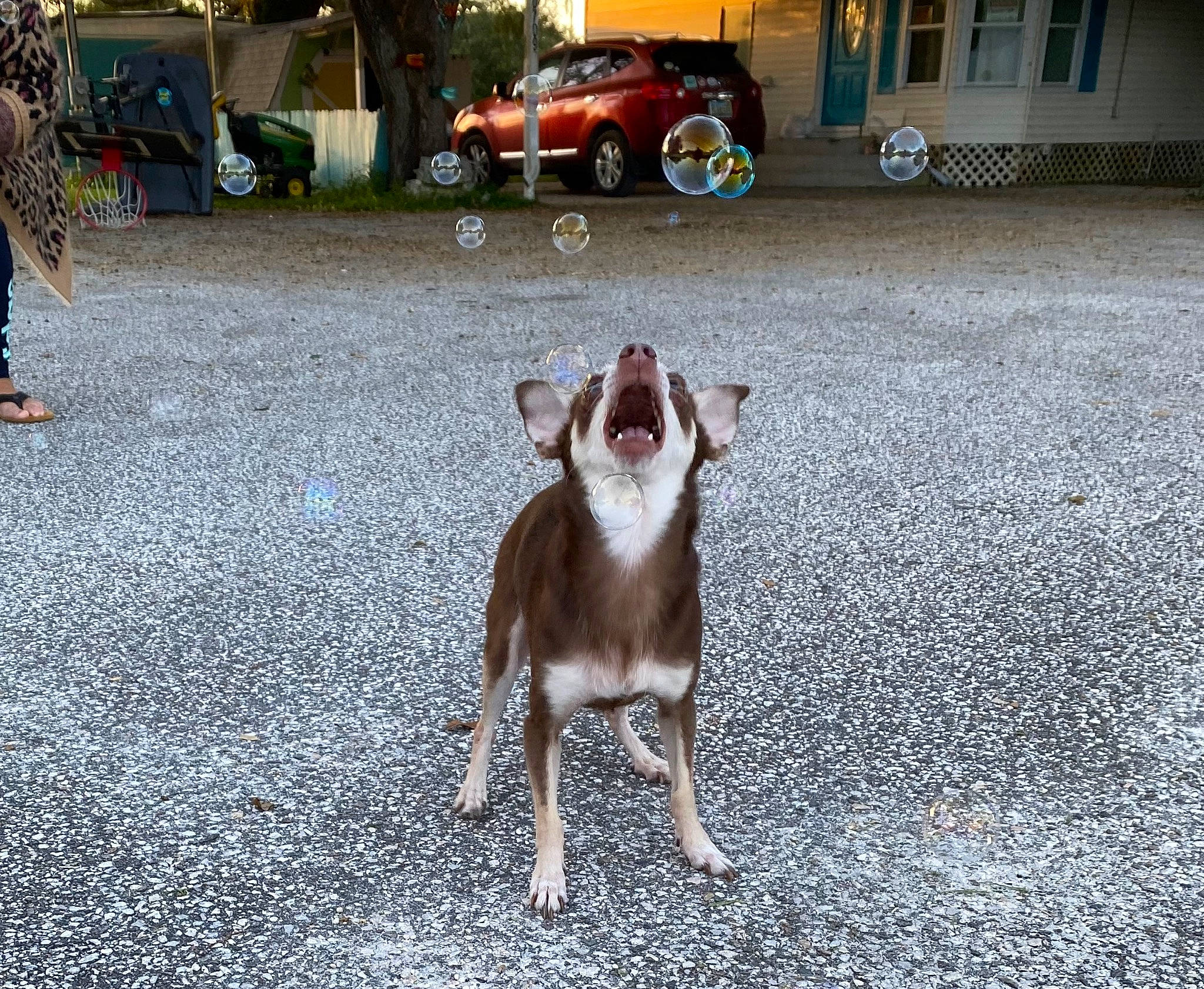 Peppa is registered to the contest to win money with this photo: asphalt, automotive_tire, canidae, carnivore, companion_dog, dog, dog_breed, fawn, fur, grass, road, road_surface, sidewalk, snout, sporting_group, tail, tire, vehicle, wheel, working_animal