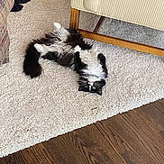 Oreo joined the competition — help win amazing prizes! cat, indoor, carpet, black_and_white, fluffy, upside_down, green_eyes, furniture, couch, wooden_floor, cozy, pet, relaxed, curious, striped, home, floor, animal, mammal, domestic