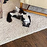 cat, indoor, carpet, black_and_white, fluffy, upside_down, green_eyes, furniture, couch, wooden_floor, cozy, pet, relaxed, curious, striped, home, floor, animal, mammal, domestic