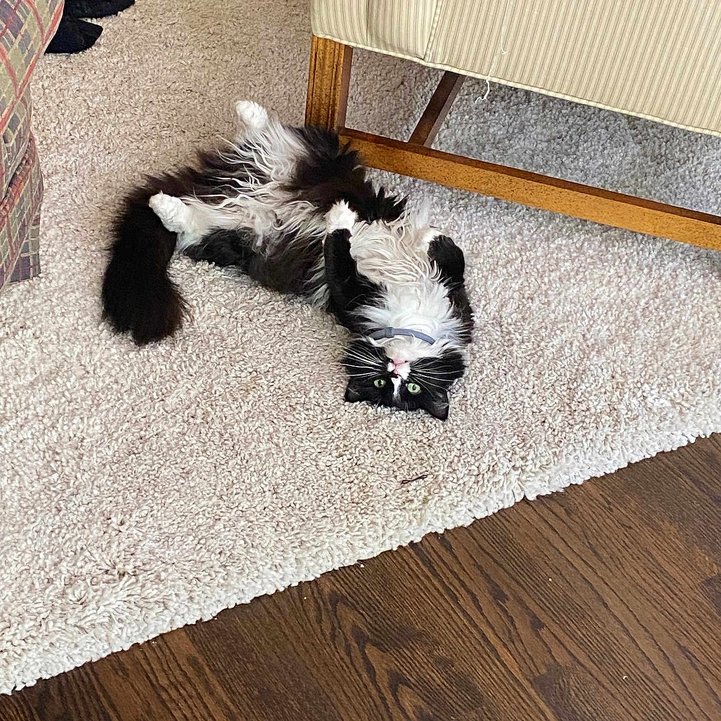 Oreo