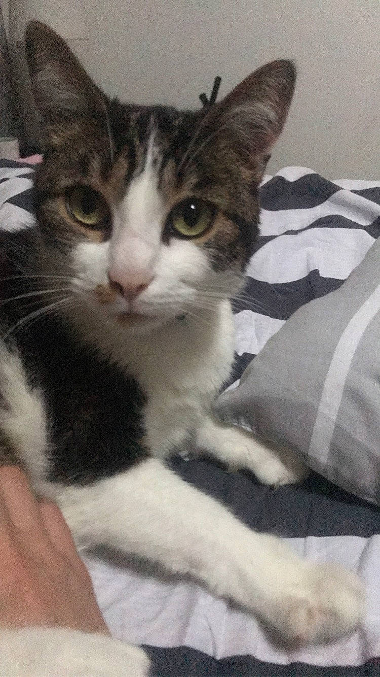 Oakland a rejoint le concours — aidez-le/la à gagner de superbes lots ! carnivore, cat, claw, comfort, domestic_short_haired_cat, eye, felidae, fur, hand, head, leg, linens, paw, small_to_medium_sized_cats, snout, tail, whiskers