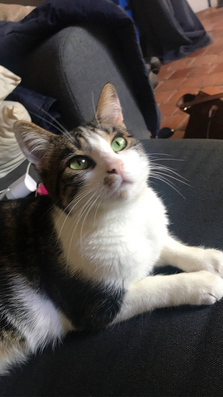 Oakland participe au concours pour gagner de l'argent avec cette photo : carnivore, cat, domestic_short_haired_cat, felidae, foot, fur, sitting, small_to_medium_sized_cats, tail, whiskers