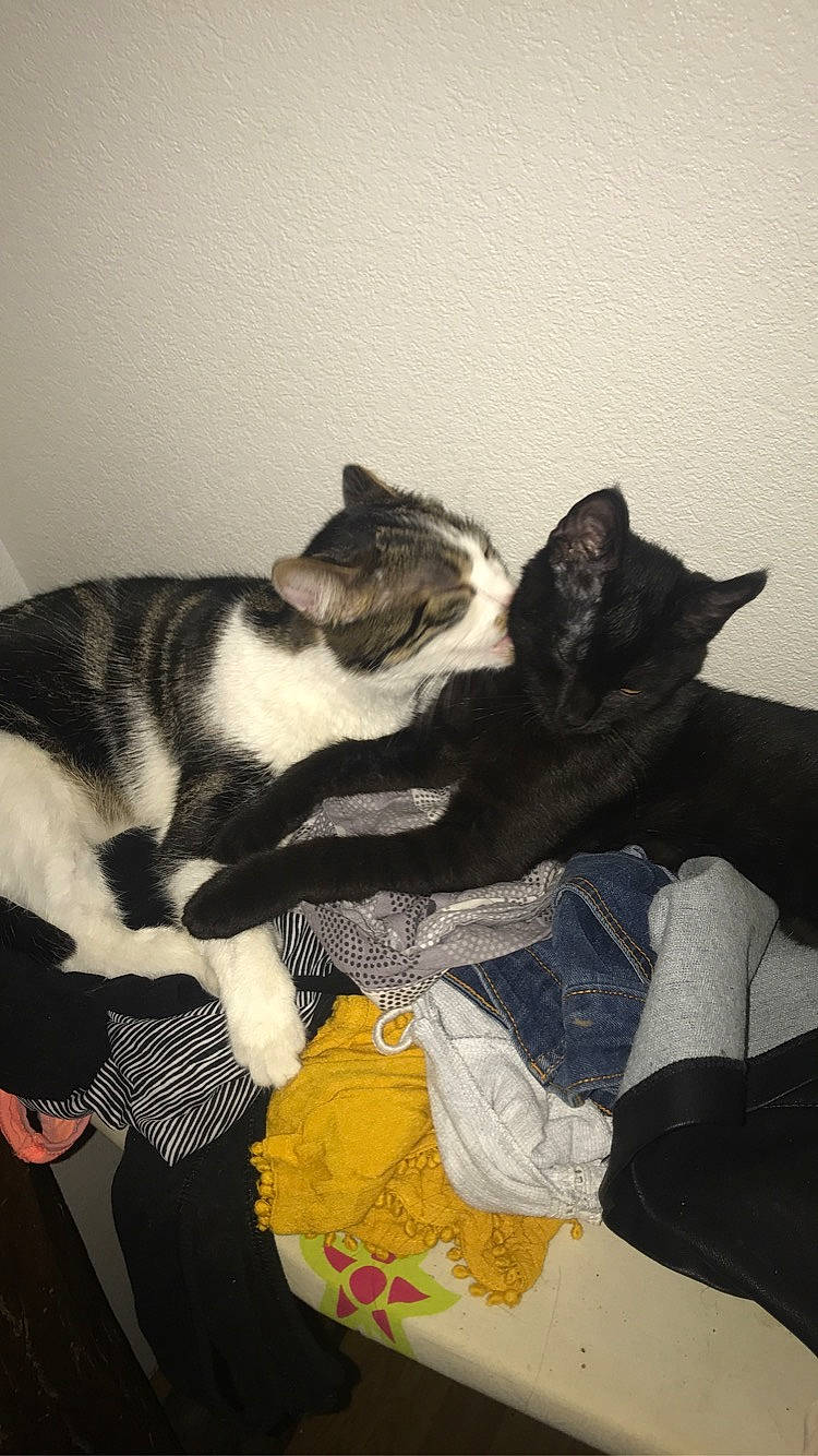 Oakland participe au concours pour gagner de l'argent avec cette photo : black_cat, canidae, carnivore, cat, comfort, dog_breed, domestic_short_haired_cat, felidae, flooring, fur, grey, human_leg, lap, linens, nap, paw, small_to_medium_sized_cats, sporting_group, tail, whiskers