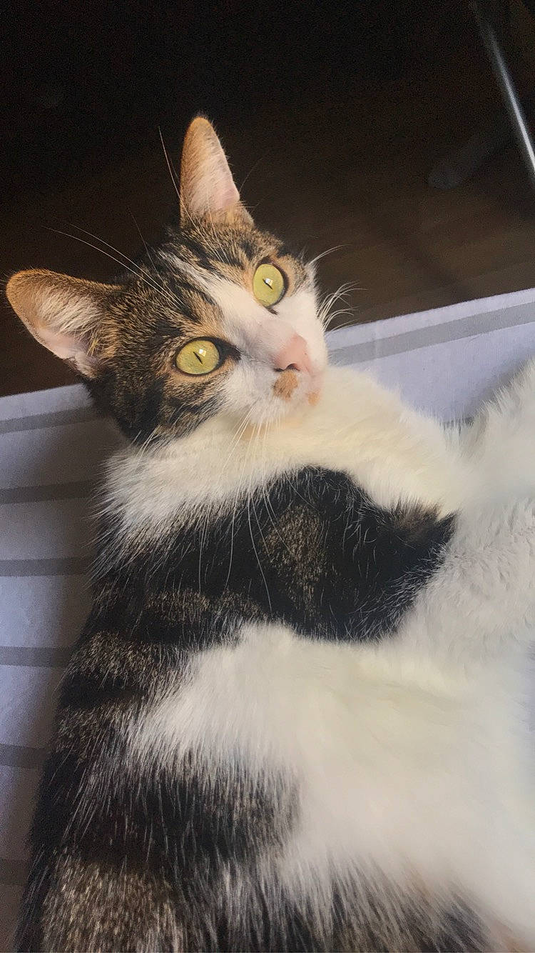 Oakland a rejoint le concours — aidez-le/la à gagner de superbes lots ! carnivore, cat, claw, domestic_short_haired_cat, felidae, fur, paw, plant, small_to_medium_sized_cats, snout, tail, terrestrial_animal, whiskers, wildlife, window