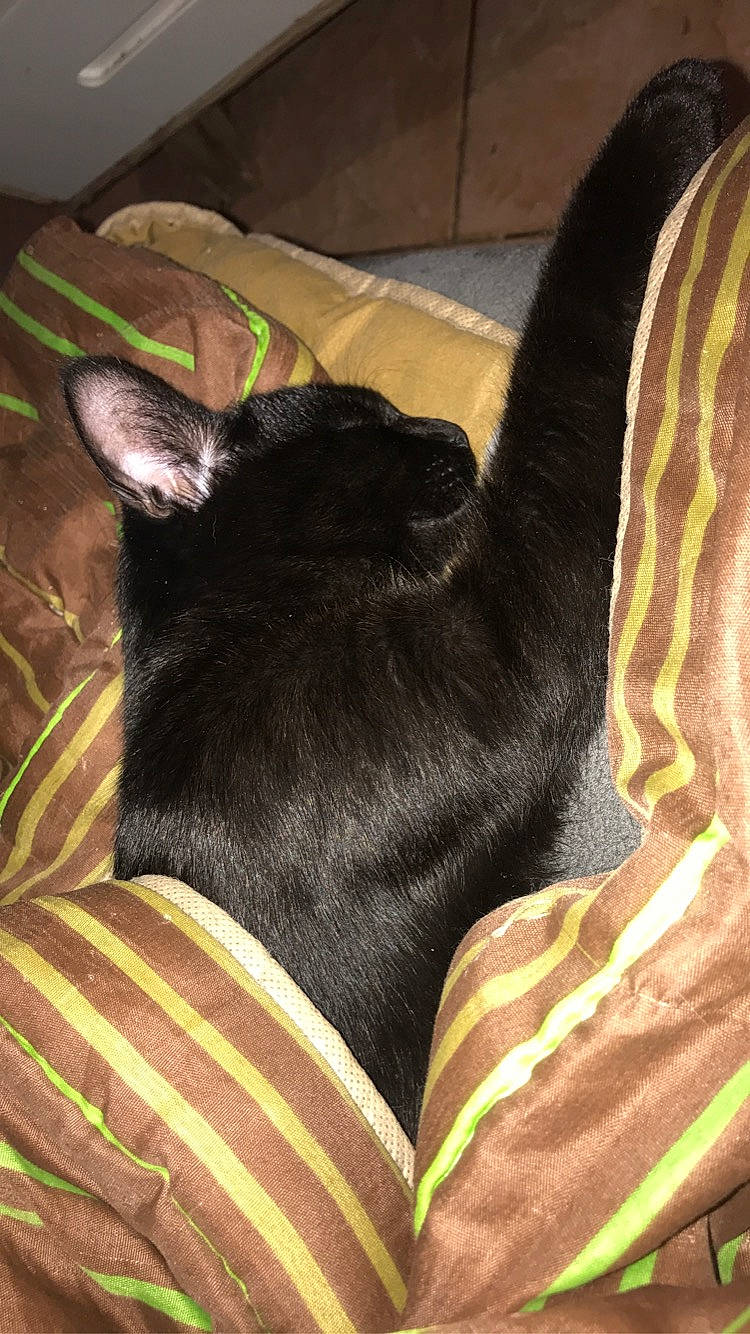 Polochon a rejoint le concours — aidez-le/la à gagner de superbes lots ! black_cat, carnivore, cat, ear, felidae, nap, small_to_medium_sized_cats, tail, whiskers