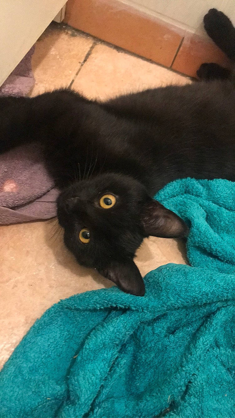 Polochon participe au concours pour gagner de l'argent avec cette photo : black, black_cat, bombay, carnivore, cat, claw, felidae, fur, kitten, korat, persian, russian_blue, small_to_medium_sized_cats, tail